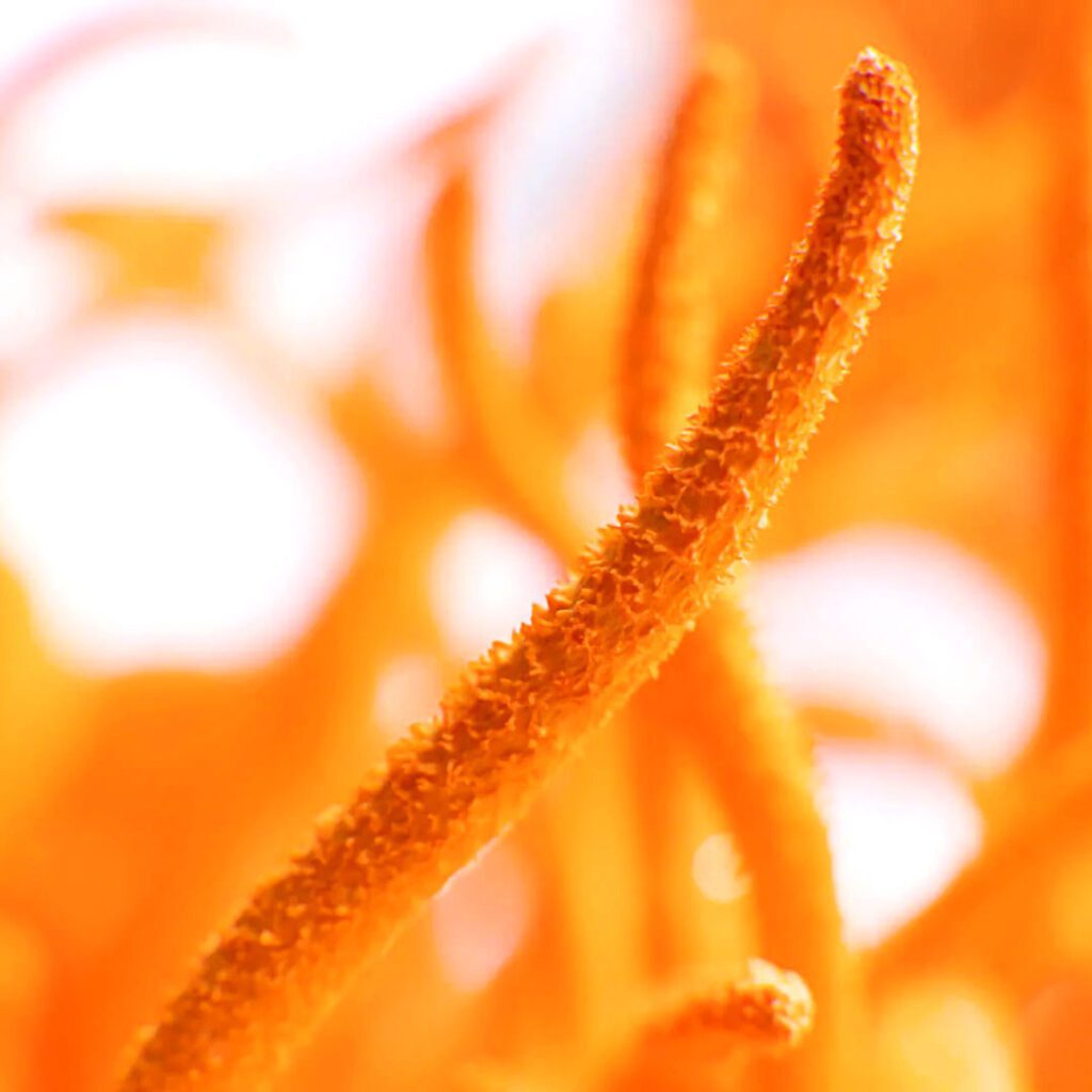 Macroscopic Close-up of Cordyceps | 4 Reasons You Should Use Cordyceps for Daily Health, Backed by Science