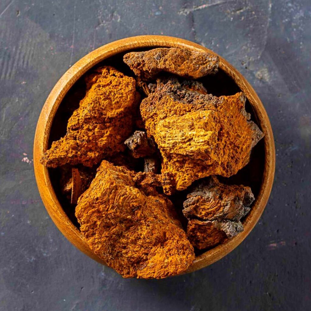 Chaga Mushrooms: Are They Healthy? | Living | My Supply Co.