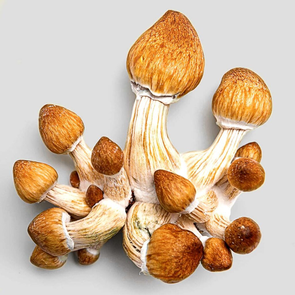 Psilocybin Mushrooms for article titled The Benefits of Microdosing Psilocybin – Without the Fluff by My Supply Co.