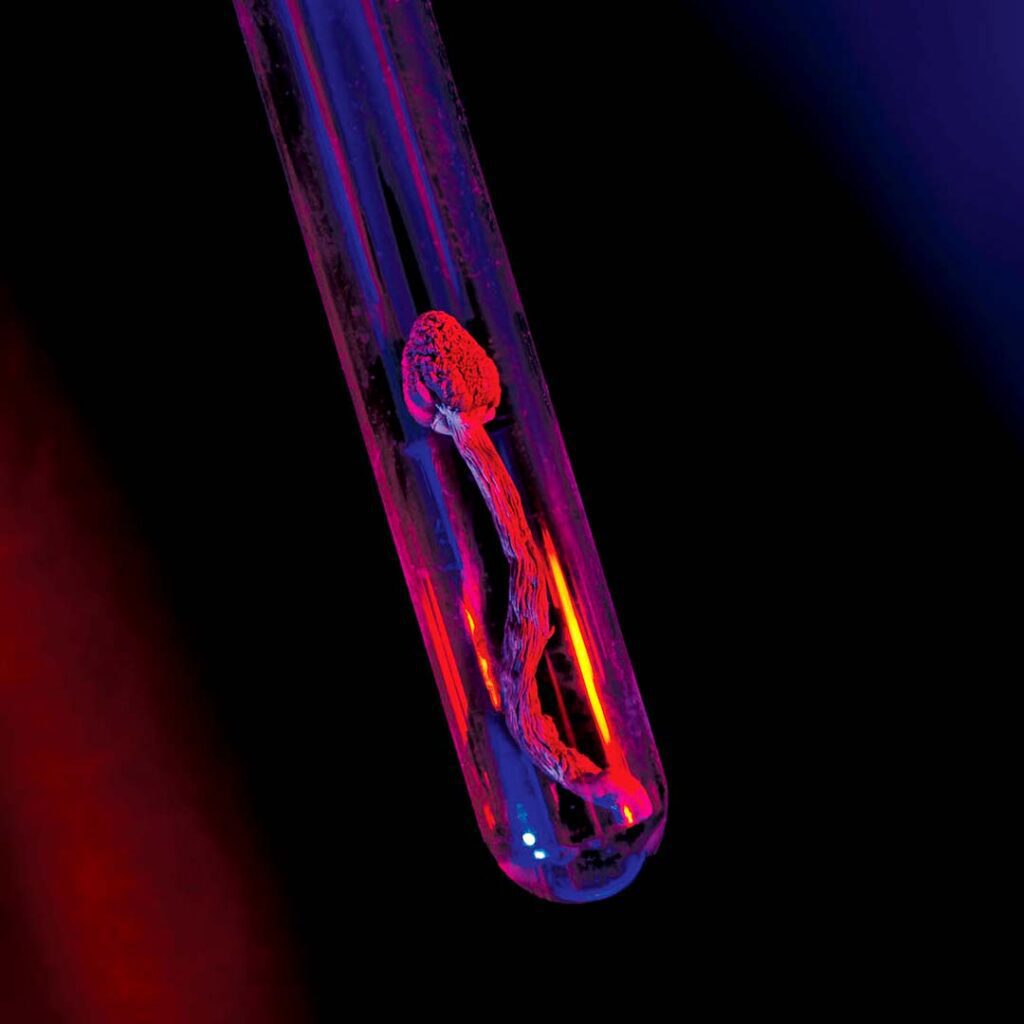 What to Expect After Six Months of Microdosing: A Timeline | Magic Mushrooms 101 | My Supply Co. Image of a Tiny Mushroom in Transparent Capsule for an article on What to Expect After One Month of Microdosing: A Timeline