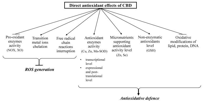 A Flow Chart Demonstrating CBD's Full-Spectrum Antioxidant Effects