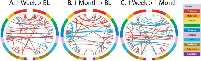 Psilocybin and Neuroplasticity: The Science and FAQs | Wellness | My Supply Co.