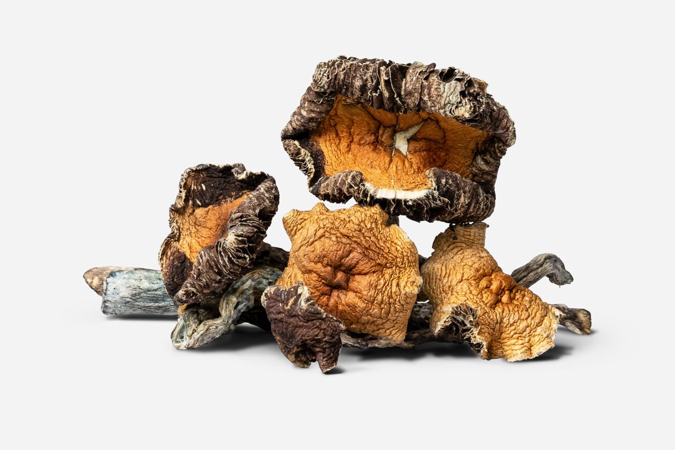 20 Magic Mushroom Strains You Should Know About | Magic Mushrooms 101 | My Supply Co. Raw dried African Transkei mushrooms from our in-house collection of magic mushroom strains