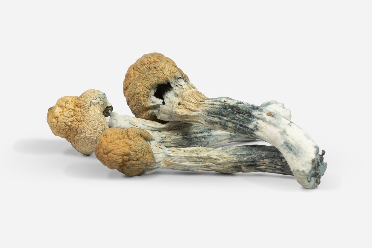 Albino Penis Envy, a magic mushroom strain from the Psilocybe cubensis species