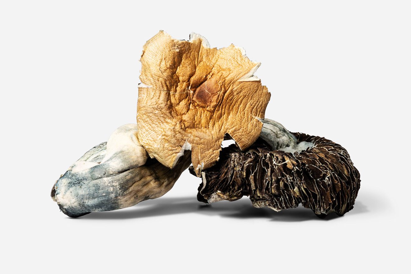 20 Magic Mushroom Strains You Should Know About | Magic Mushrooms 101 | My Supply Co. Raw dried Amazonian Cubensis mushrooms from our in-house collection of magic mushroom strains