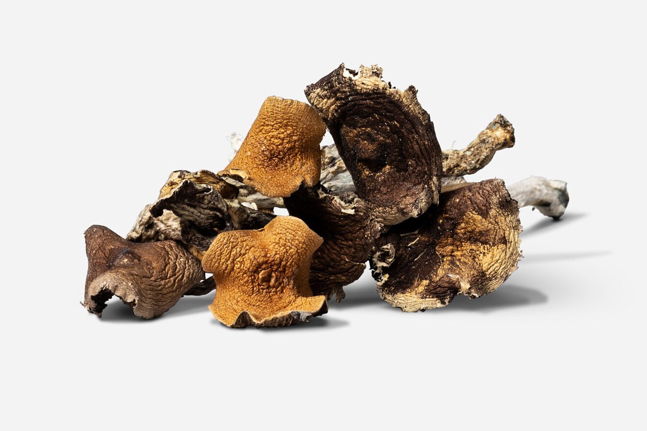 Raw dried B+ mushrooms from our in-house collection of magic mushroom strains