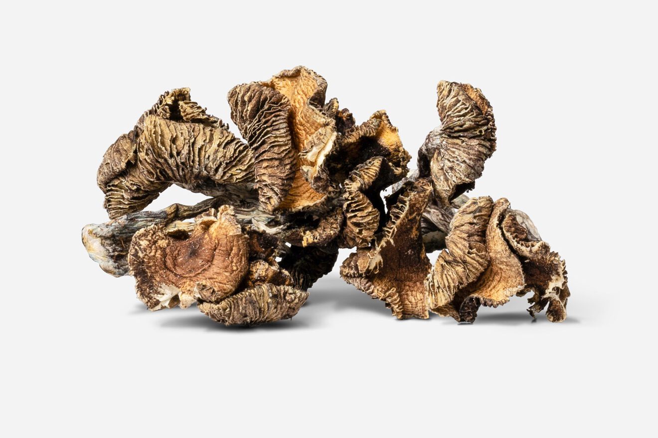 Raw dried Blue Meanie mushrooms from our in-house collection of magic mushroom strains