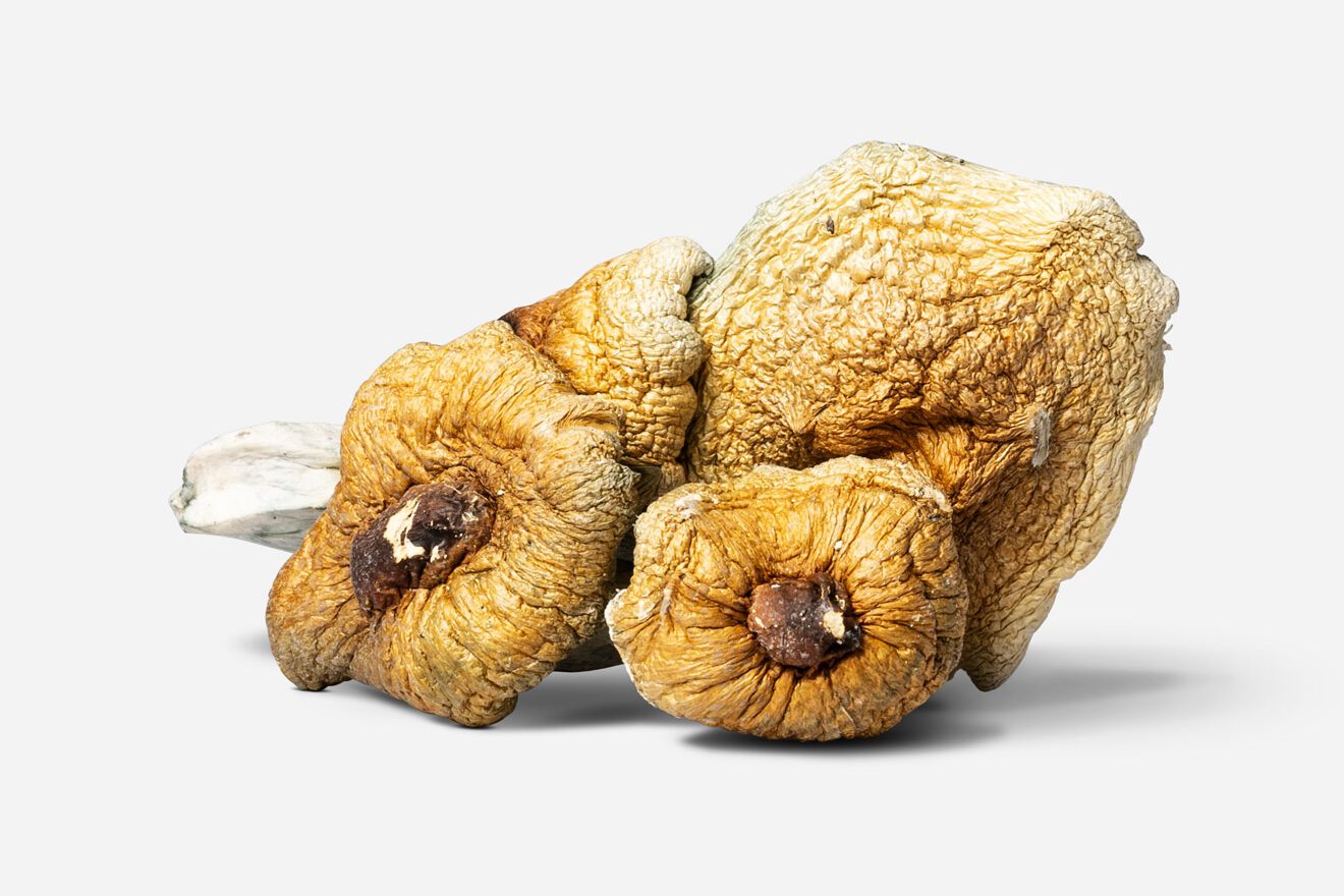 Cambodian Cubensis Magic Mushrooms of magic mushroom strains