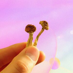 Is it Safe to Mix Magic Mushrooms With Antidepressants? | Cannabis 101 | My Supply Co.