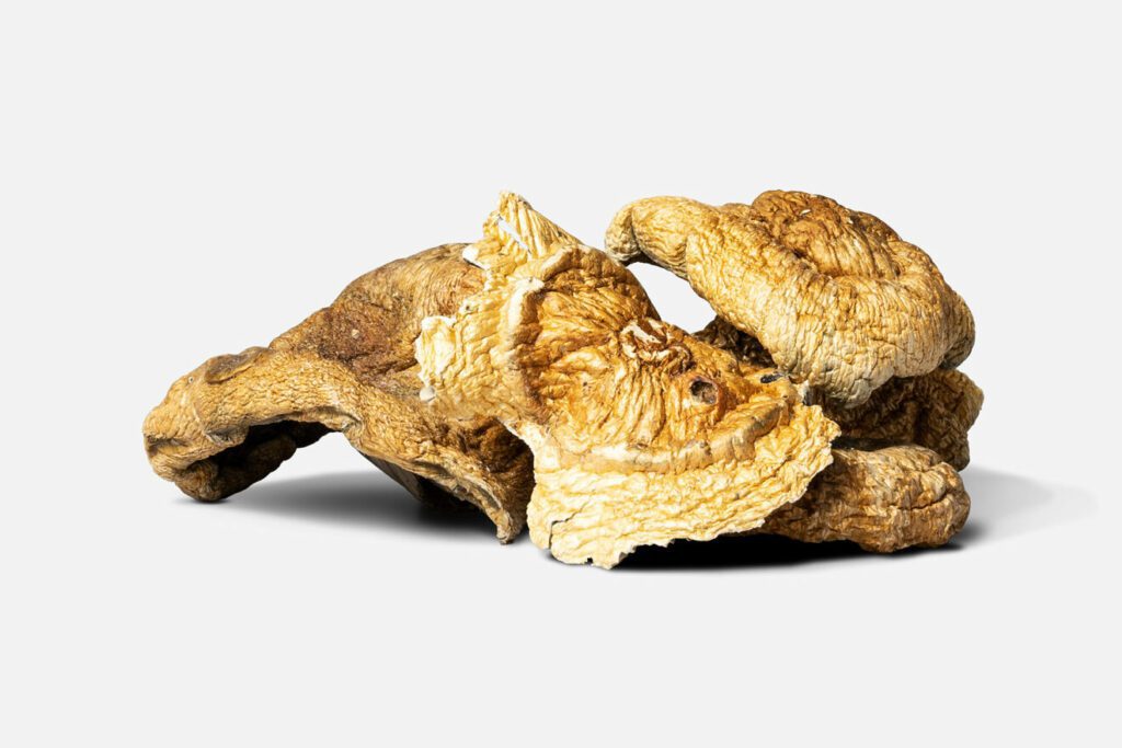 Photograph of Golden Teacher mushrooms, a popular strain from the Psilocybe cubensis species, for an article on how to choose a mushroom strain