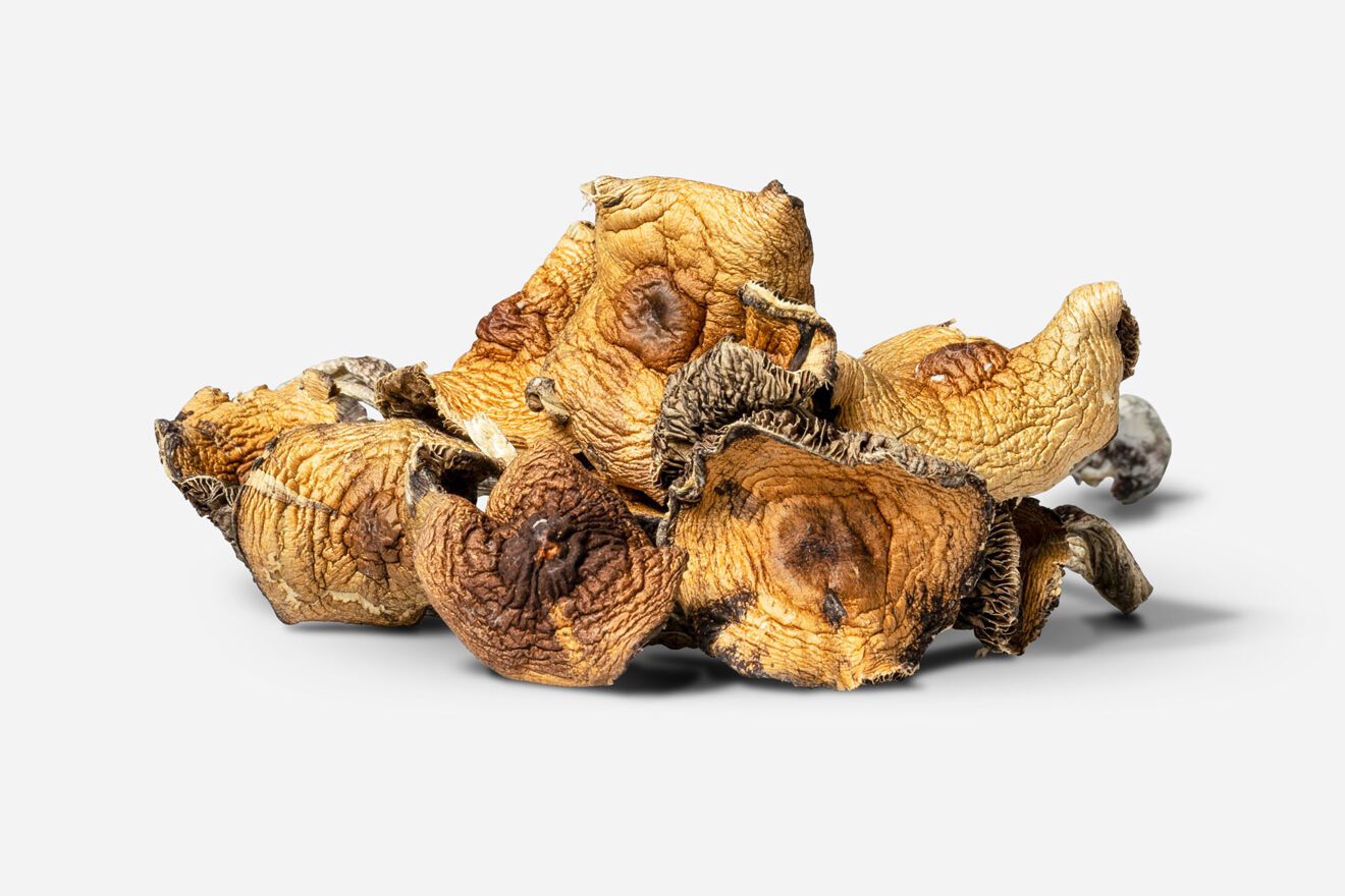 Raw dried the magic mushroom strain Psilocybe Mexicana, aka Teonacatle and Flesh of the Gods, from our in-house collection.
