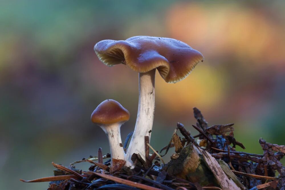 Photograph of Wavy Caps, a magic mushroom strain from the Panaeolus cyanescens species