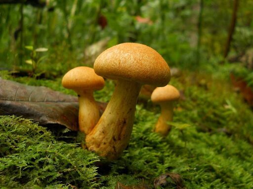 Photograph of the Big Laughing Gym magic mushroom strain from the Gymnopilus luteus species