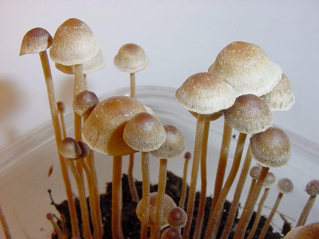Photograph of the Philosopher's Stones magic mushroom strain from the Psilocybe tampensis species