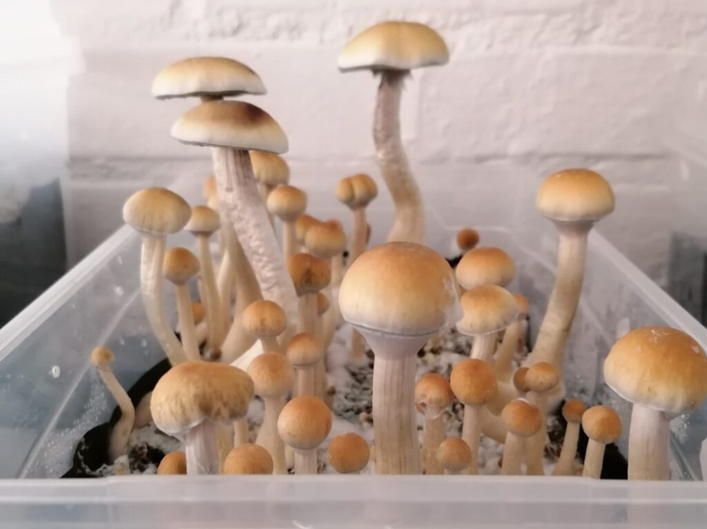 Photograph of the Natal Super Strength magic mushroom strain from the Psilocybe natalensis species
