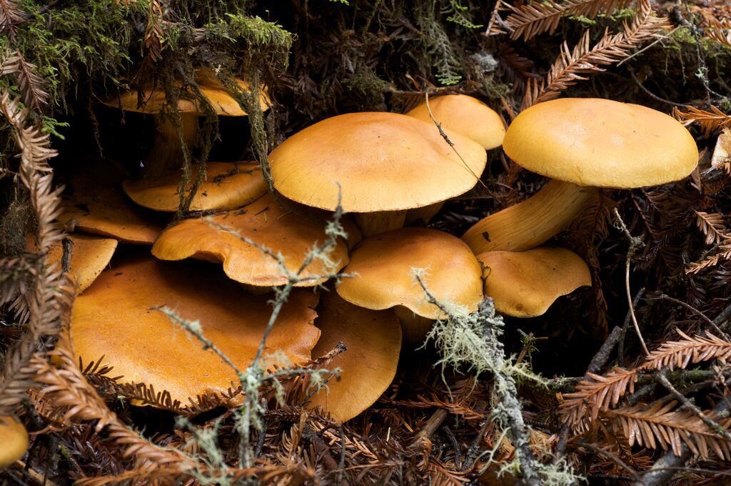 Photograph of the Magic Blue Gym magic mushroom strain from the Gymnopilus aeruginosus species