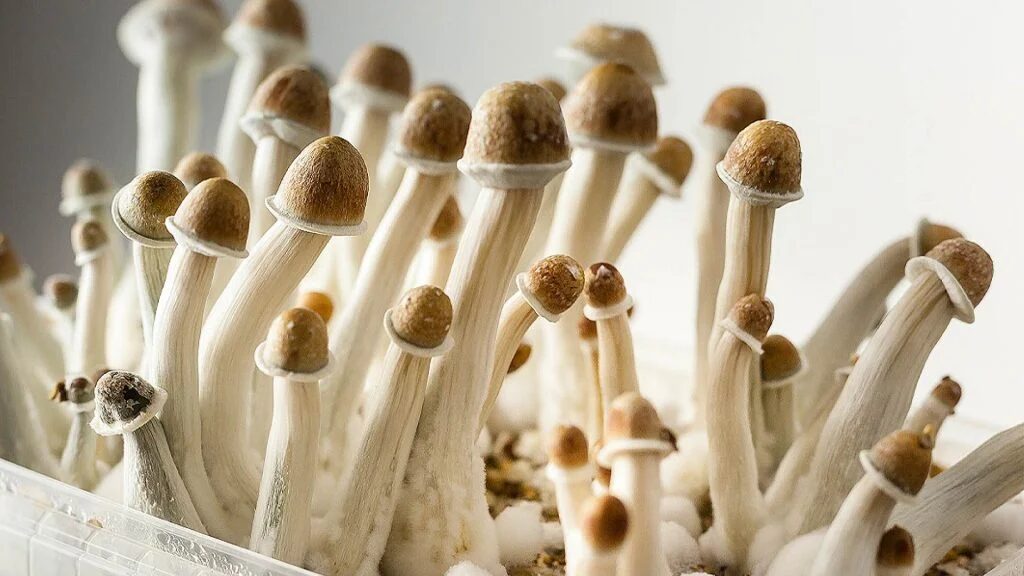 Photograph of Penis Envy, a magic mushroom strain from the Psilocybe cubensis species