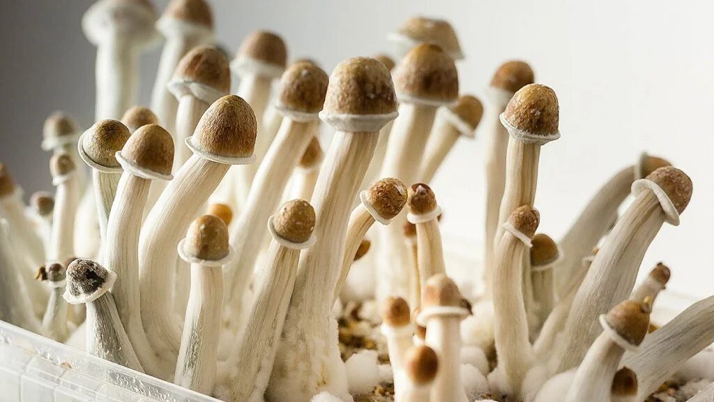 20 Magic Mushroom Strains You Should Know About | Magic Mushrooms 101 | My Supply Co. Photograph of Penis Envy, a magic mushroom strain from the Psilocybe cubensis species