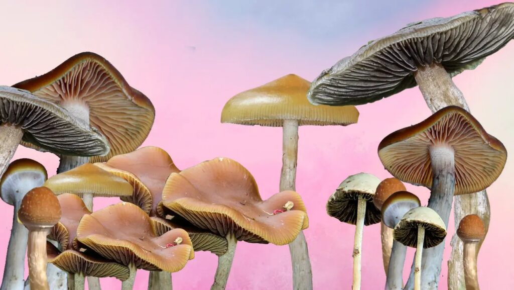 Psilocybin mushroom strains with a gradient background