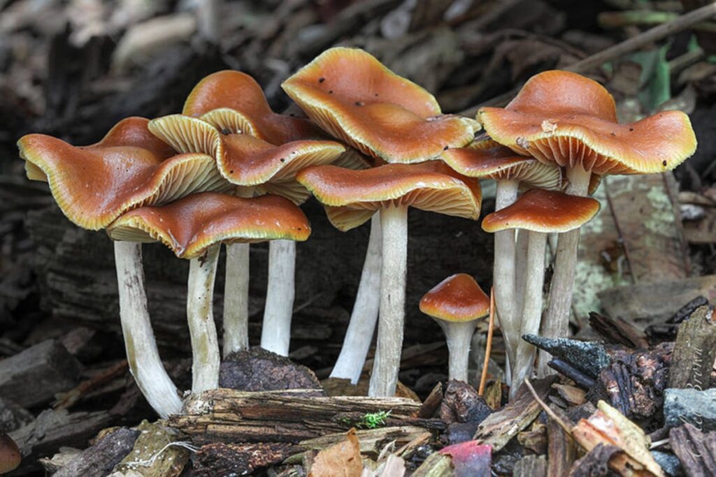 Photograph of one of the strongest magic mushroom strains, Psilocybe cyanescens, or Wavy Caps, taken in Vancouver Island