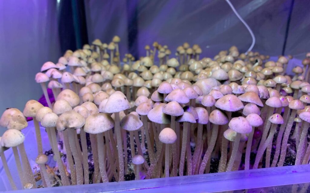 Photograph of one of the strongest magic mushroom strains, Panaeolus cyanescens in a grow tub