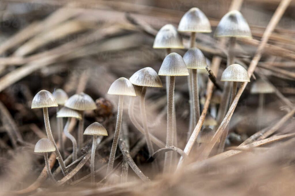 Photograph of one of the strongest magic mushroom strains, Psilocybe serbica var. bohemica