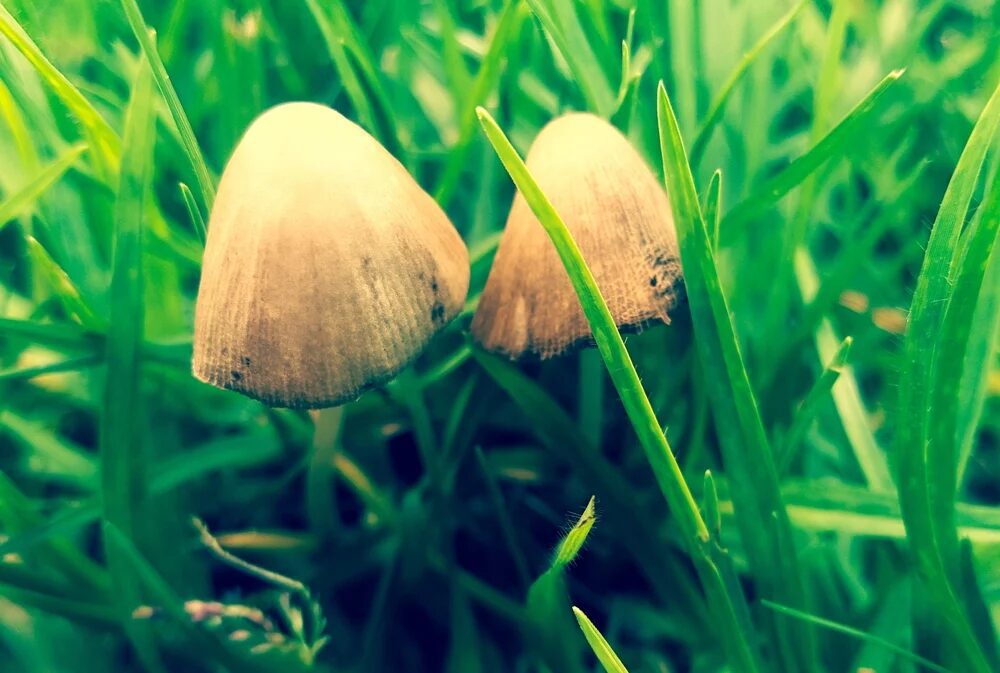 Photograph of Liberty Caps, a magic mushroom strain from the Psilocybe semilanceata species, peeking between blades of grass.