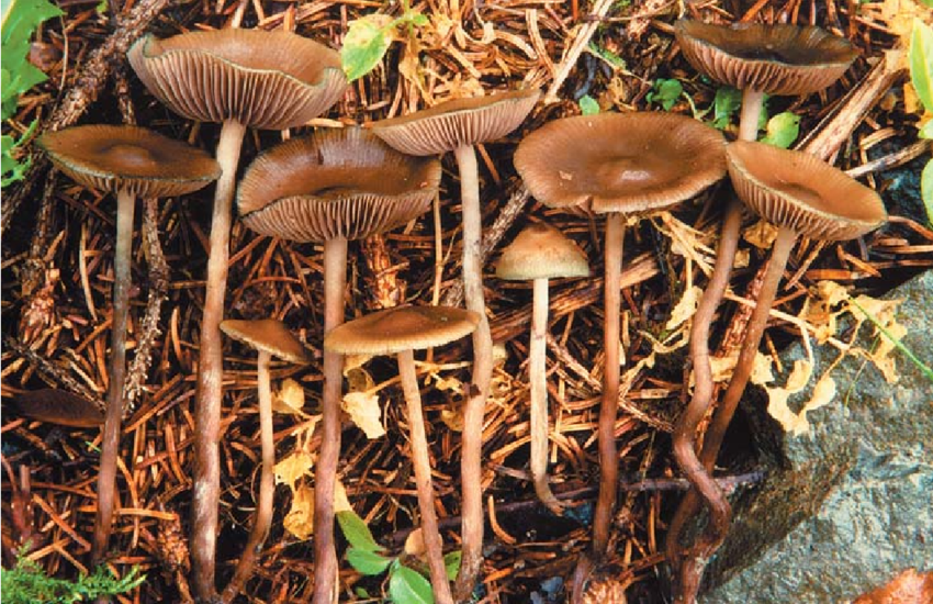 Photograph of one of the strongest magic mushroom strains, Psilocybe serbica var. moravica