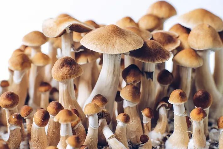 Photograph of one of the strongest magic mushroom strains, Psilocybe cubensis magic mushrooms