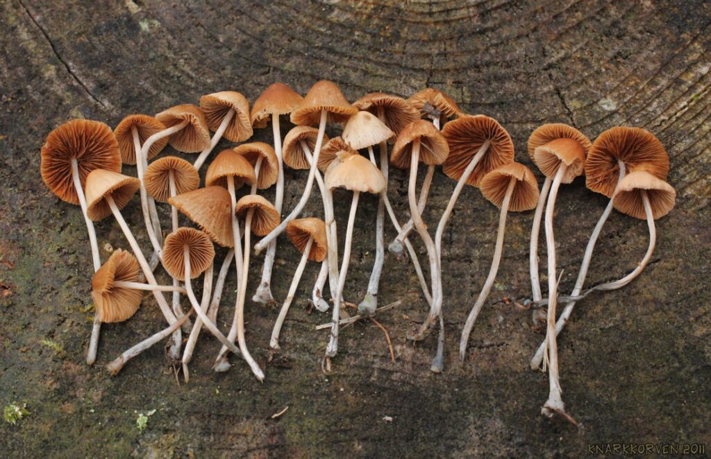 Photograph of one of the strongest magic mushroom strains, the Conocybe cyanopus magic mushroom species on a tree stump