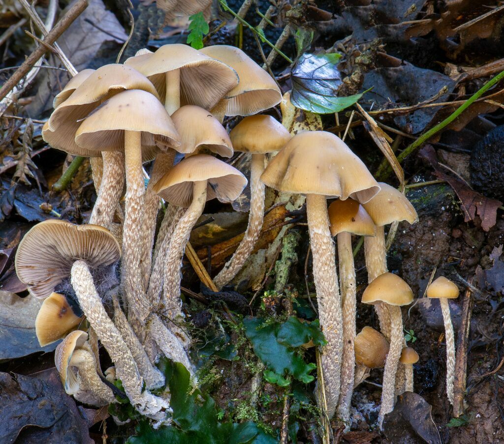 Photograph of one of the strongest magic mushroom strains, Psilocybe zapotecorum, traditionally known as "Crown of thorns mushroom" or "drunken mushroom"