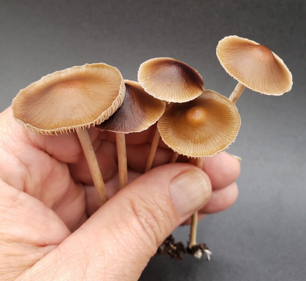 Photograph of one of the strongest magic mushroom strains, Psilocybe samuiensis, or Koh Samui Magic Mushrooms