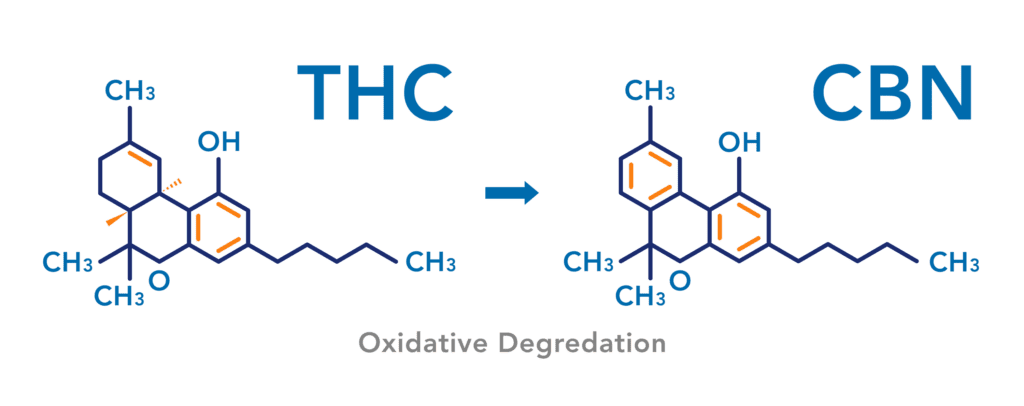 CBN for Sleep: Revealing the Truth | Cannabis 101 | My Supply Co. How THC converts to CBN