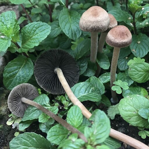 Photograph of Banded Mottlegill, a magic mushroom strain from the Panaeolus cinctulus species