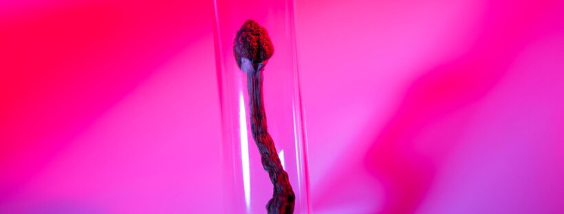 The Truth About Mushrooms & Meds: Are They Safe to Mix? | Magic Mushrooms 101 | My Supply Co. Image of a tiny mushroom inside of a clear capsule for an article on the safety of mixing magic mushrooms with prescriptions meds