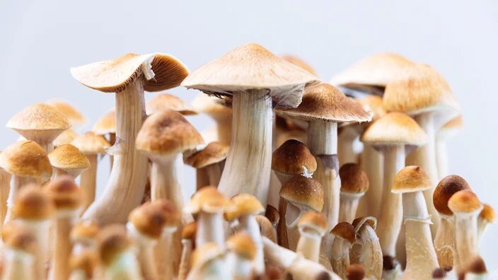 image of Psilocybe cubensis for article on mixing magic mushrooms with prescription meds