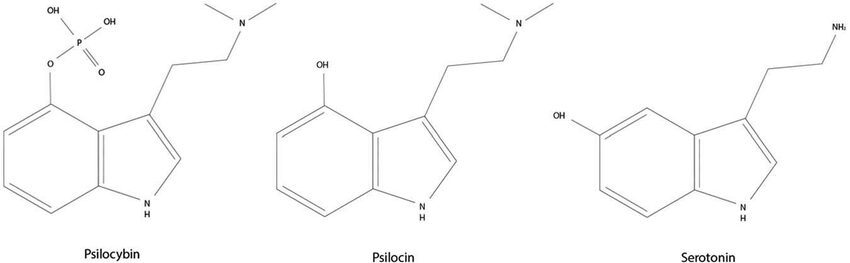 The Truth About Mushrooms & Meds: Are They Safe to Mix? | Magic Mushrooms 101 | My Supply Co. psilocybin vs psilocin vs serotonin chemical structures