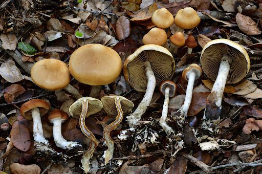 Photograph of Flying Saucer Mushrooms, a magic mushroom strain from the Psilocybe azurescens species