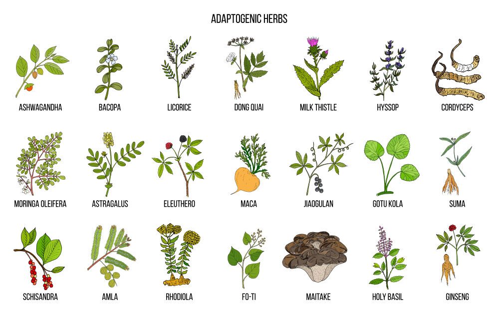 Image of adaptogenic herbs to avoid while preparing for your magic mushroom trip