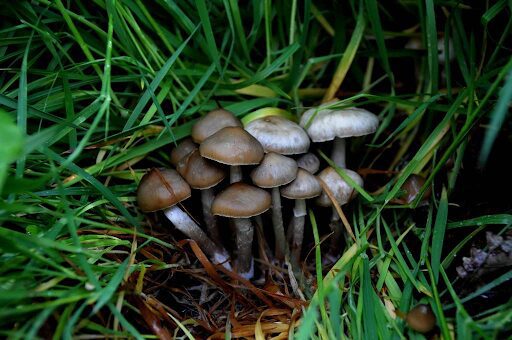 Photograph of the Psychedelic Ovoid magic mushroom strain from the Psilocybe ovoideocystidiata species
