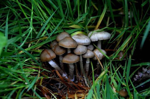 20 Magic Mushroom Strains You Should Know About | Magic Mushrooms 101 | My Supply Co. Photograph of the Psychedelic Ovoid magic mushroom strain from the Psilocybe ovoideocystidiata species