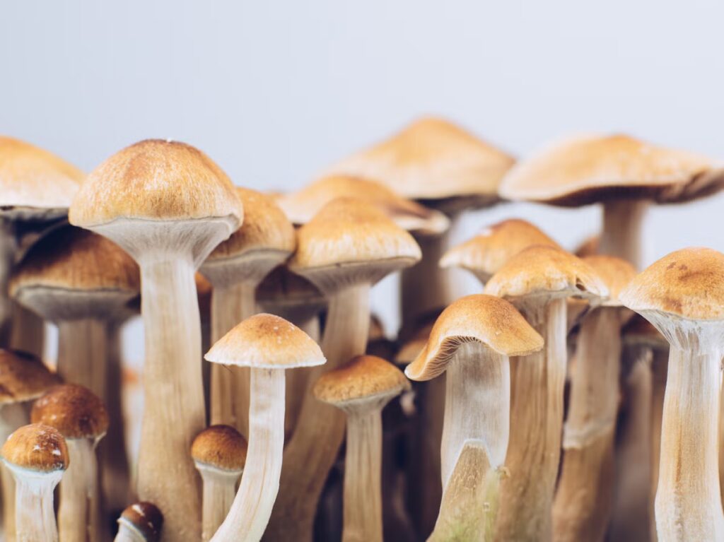 Photograph of Psilocybe cubensis for an article about mixing magic mushrooms with antidepressants