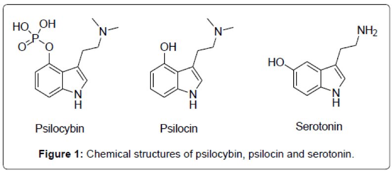 Image comparing the structural similarity between psilocybin, psilocin, and serotonin for an article about mixing magic mushrooms with antidepressants