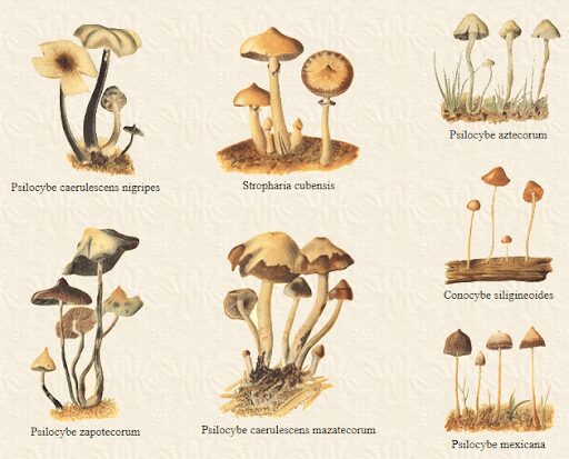 Illustration of different magic mushroom species found in Mexico for a guide to choosing a magic mushroom strain
