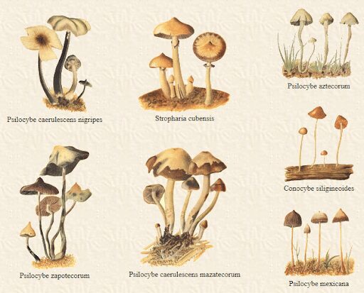How to Choose a Mushroom Strain & How to Use Them Therapeutically | Magic Mushrooms 101 | My Supply Co. Illustration of different magic mushroom species found in Mexico for a guide to choosing a magic mushroom strain