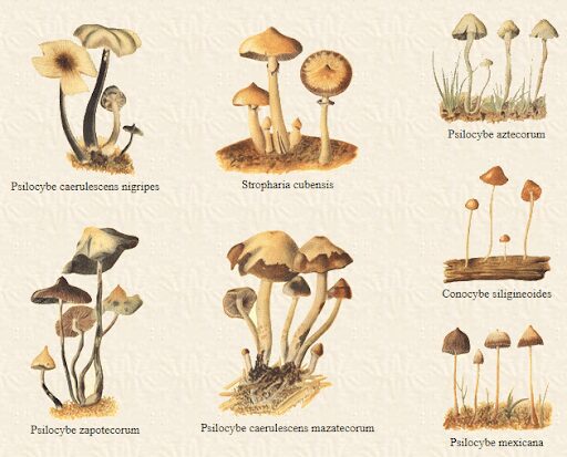 Magic Mushrooms 101: Everything You Need To Know Before You Trip -  Tripsitter