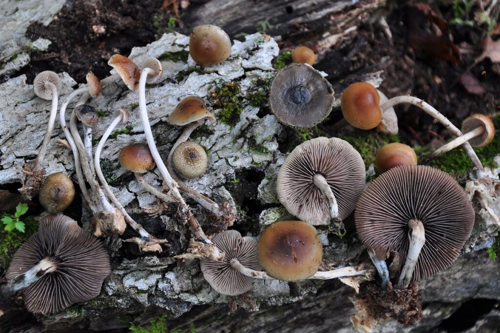 Photograph of the Blue-foot Mushroom magic mushroom strain from the Psilocybe caerulipes