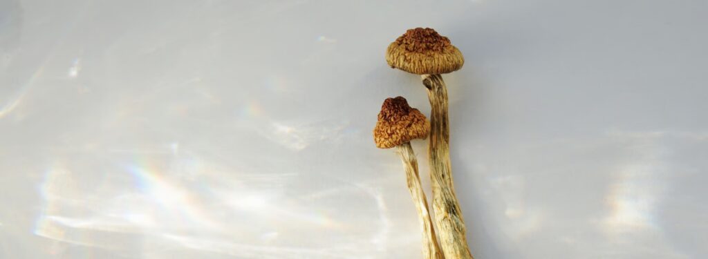 How to Make Shroom Tea: The Ultimate Mushroom Tea Guide | Living | My Supply Co. A couple of magic mushroom stems and caps for our guide on how to make magic mushroom tea
