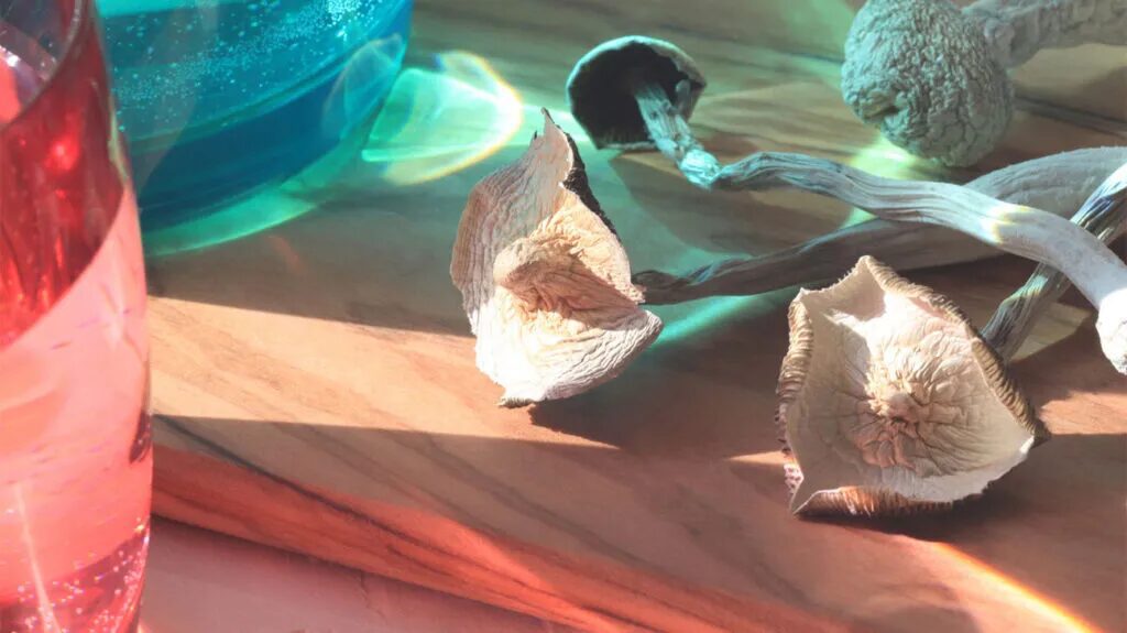 Microdosing Cycles, Protocols, & Schedules: What You Need to Know | Magic Mushrooms 101 | My Supply Co. Image of psilocybin mushrooms on a table, bathed in beautiful lighting for an article on microdosing cycles, protocols, and schedules