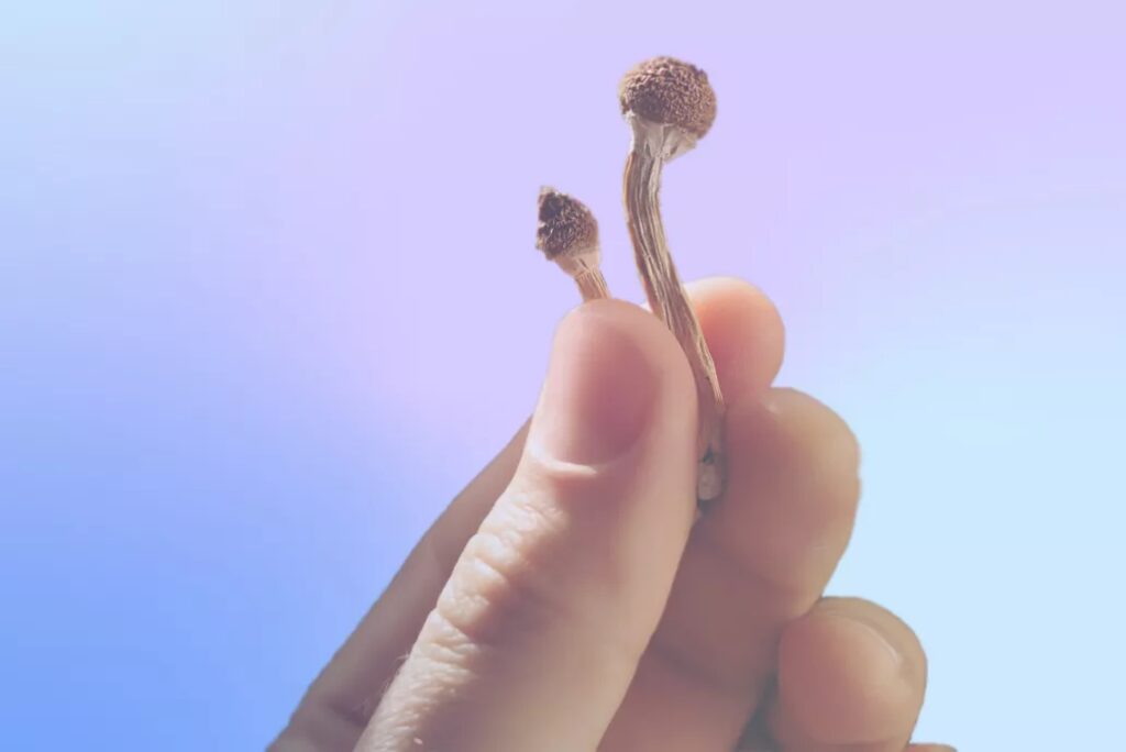 Tiny magic mushrooms for a guide about how to dose magic mushrooms
